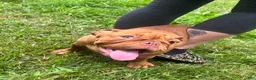 English Bulldog dogs for sale: Turner - Ad 1