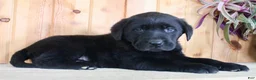 Labrador Retriever dogs for sale: Fenn - Ad 1