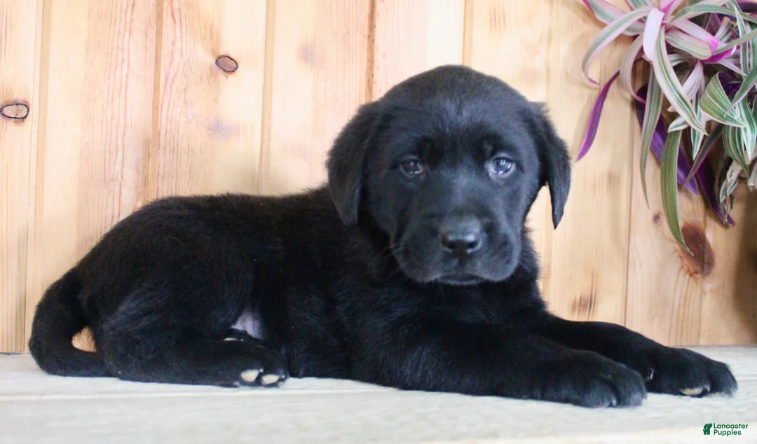 Labrador Retriever dogs for sale: Fenn - Ad 1