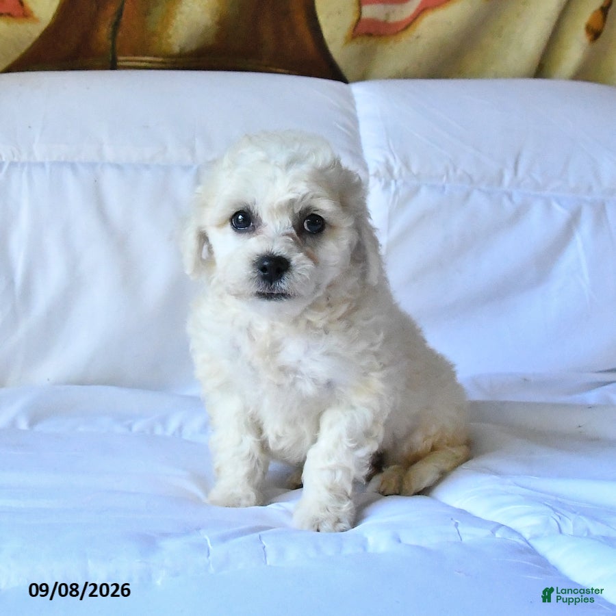Flora (Bichon Frise, Female) in Newport, PA