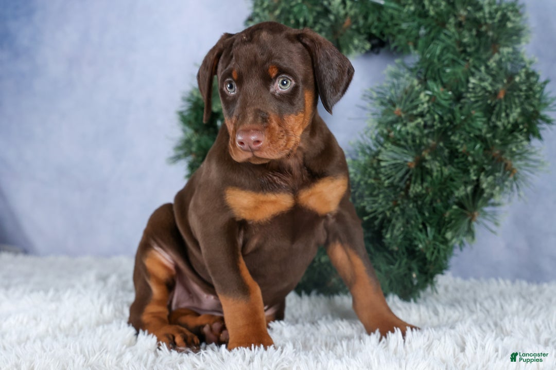 Doberman Pinscher dogs for sale: TASHA - Ad 13