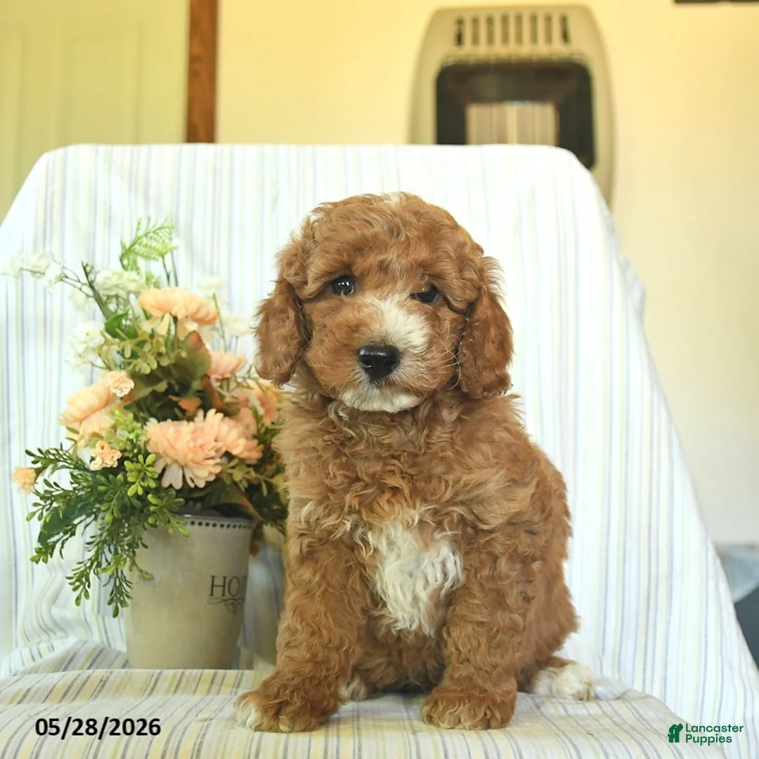 Mini Goldendoodle dogs for sale: Ike  - Ad 3