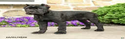 Cane Corso dogs for sale: Cali  - Ad 3