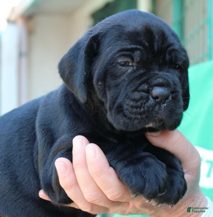 Cane Corso dogs Cane Corso 5 - Ad 3