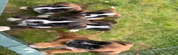 Boxer dogs for sale: Boxer 3 Princess  - Ad 3