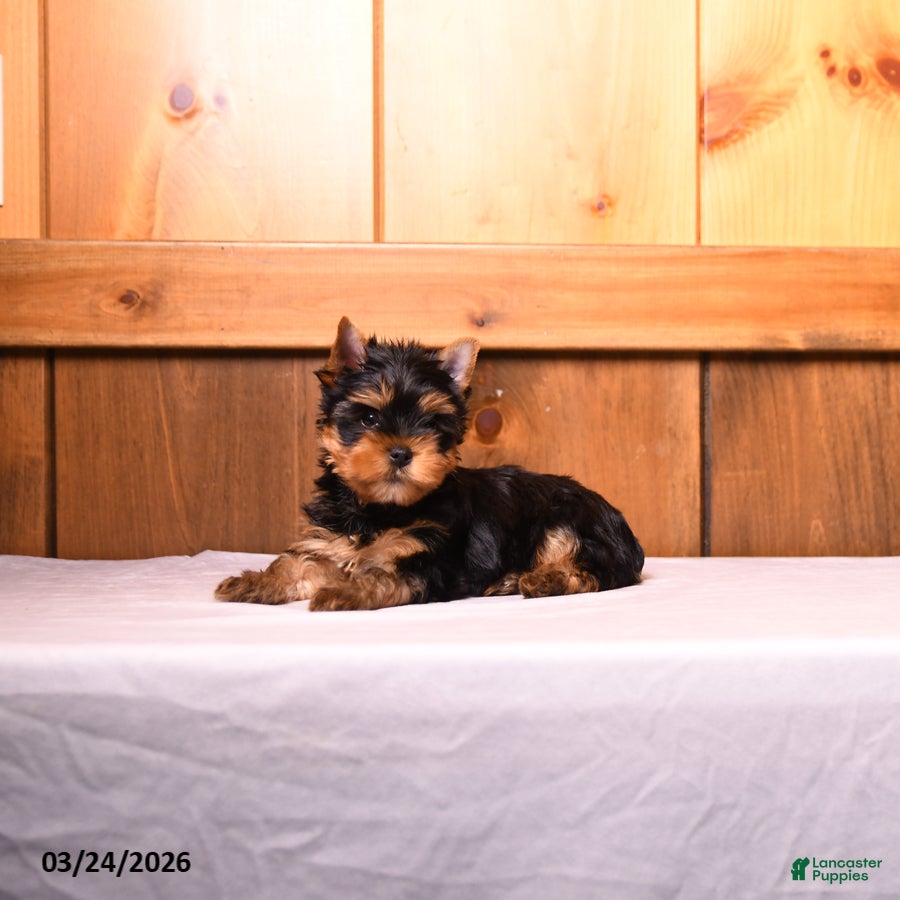 Yorkshire Terrier dogs Moe  - Ad 2