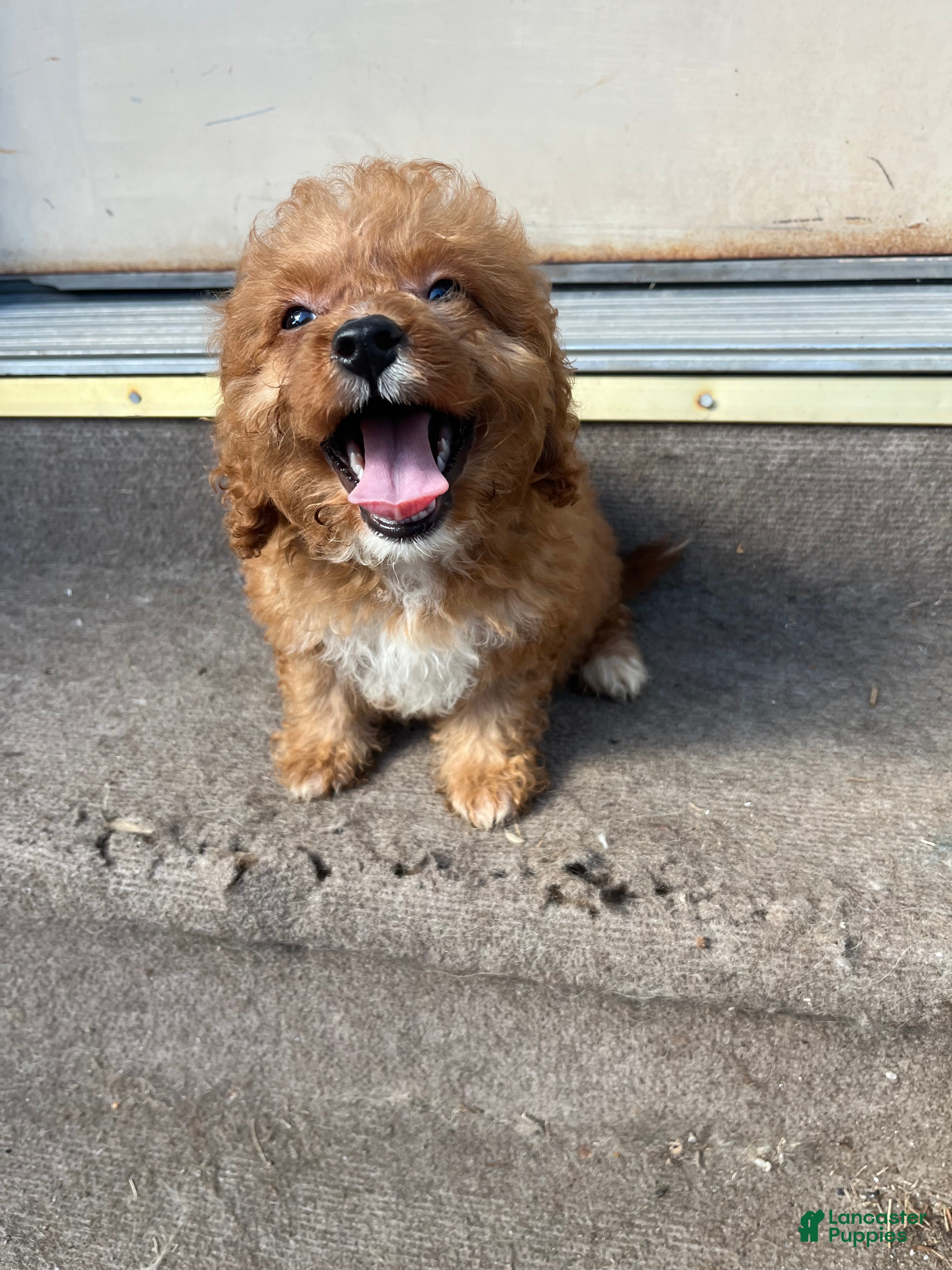 Mini Bernedoodle dogs Yellow Girl - Ad 33