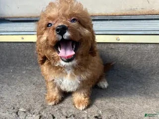 Mini Bernedoodle dogs Yellow Girl - Ad 33