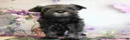 Miniature Schnauzer dogs for sale: Tuscany - Ad 3