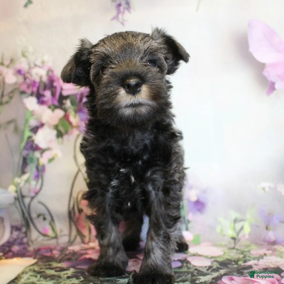 Miniature Schnauzer dogs for sale: Tuscany - Ad 3