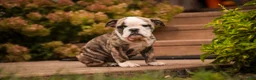English Bulldog dogs for sale: Queen English Bulldog  - Ad 3