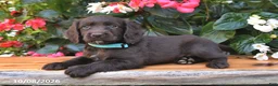 Cocker Spaniel dogs for sale: Echo - Ad 3