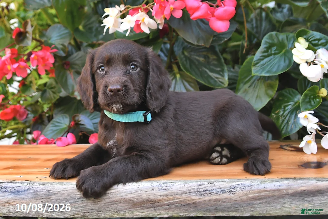 Cocker Spaniel dogs for sale: Echo - Ad 3