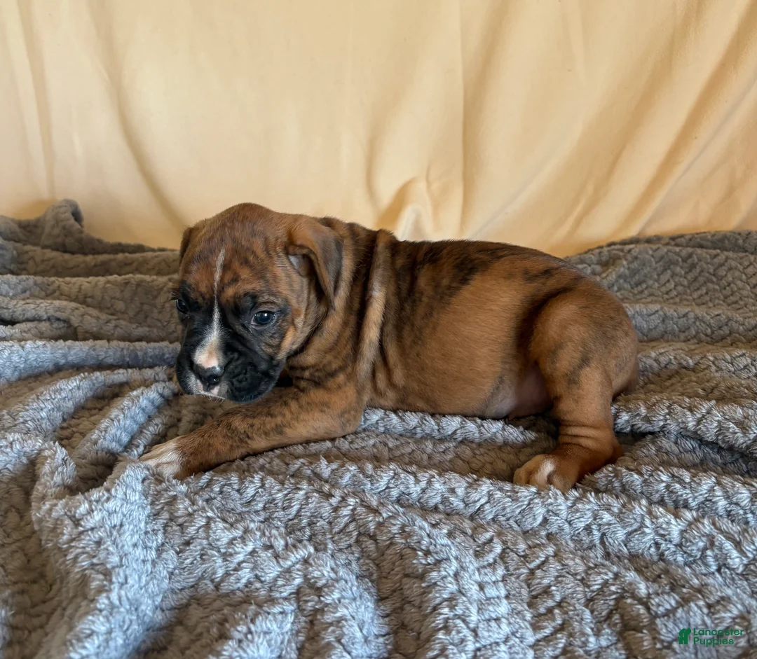 Boxer dogs for sale: Boxer Puppy 4 - Ad 2