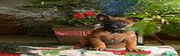 Belgian Malinois dogs for sale: Melon  - Ad 5