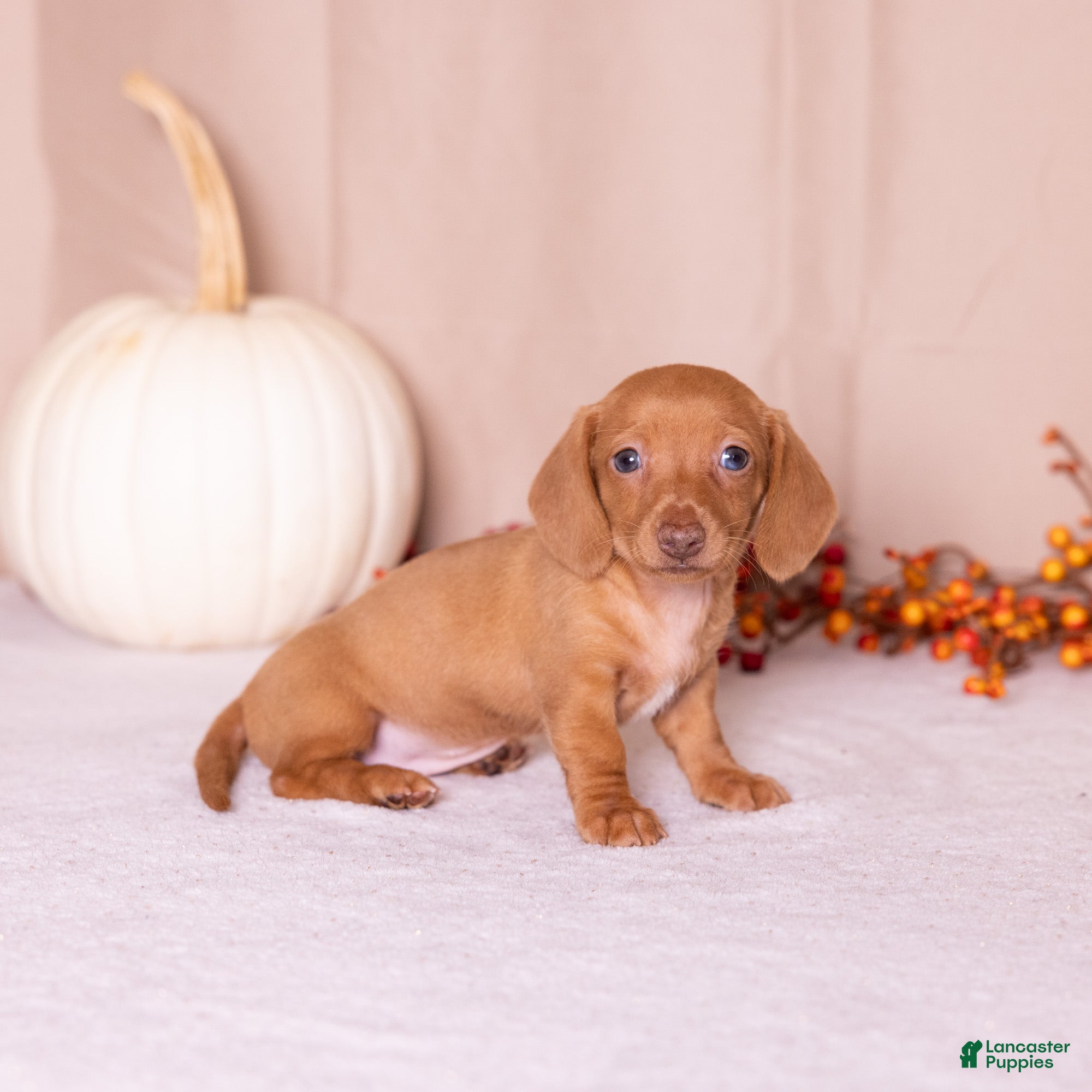 Miniature Dachshund dogs Rosie - Ad 2