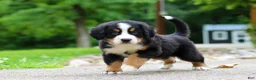 Bernese Mountain Dog dogs for sale: Monte - Ad 5