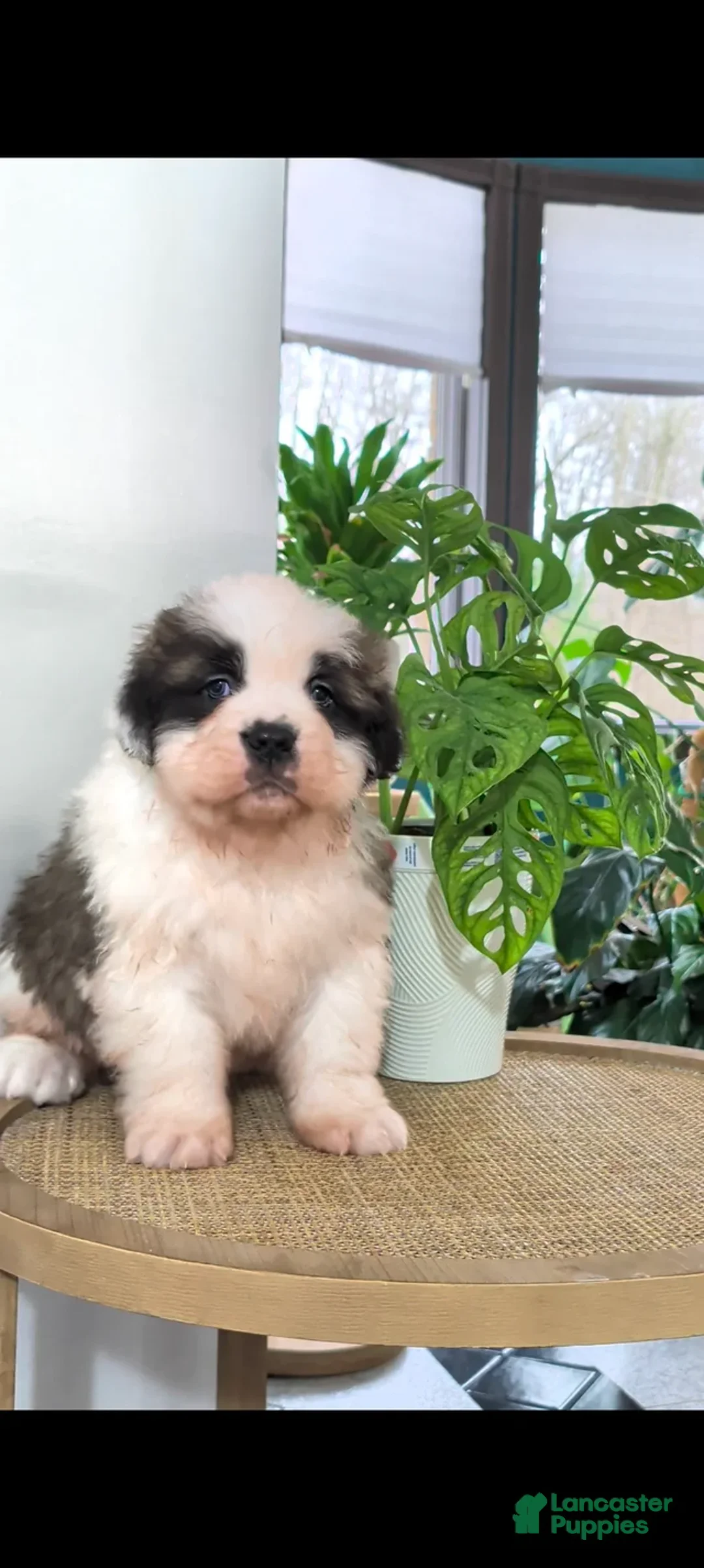 Saint Bernard dogs for sale: Saint Bernard Puppy 2 - Ad 4