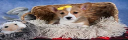Welsh Corgi Pembroke dogs for sale: Monty - Ad 39