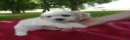 Teddy Bear dogs for sale: Rambo - Ad 6