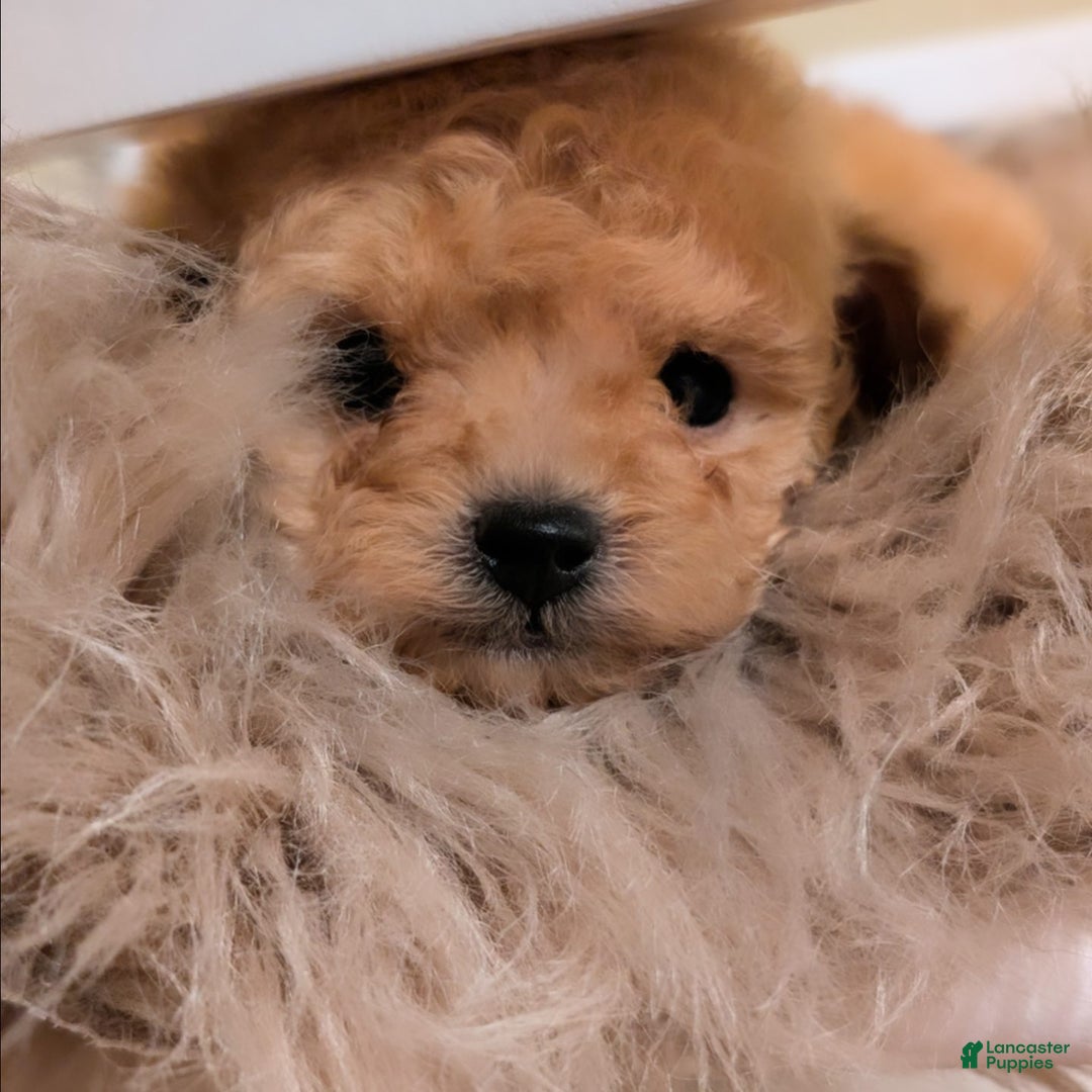 Toy Poodle dogs for sale: HARRY - Ad 9