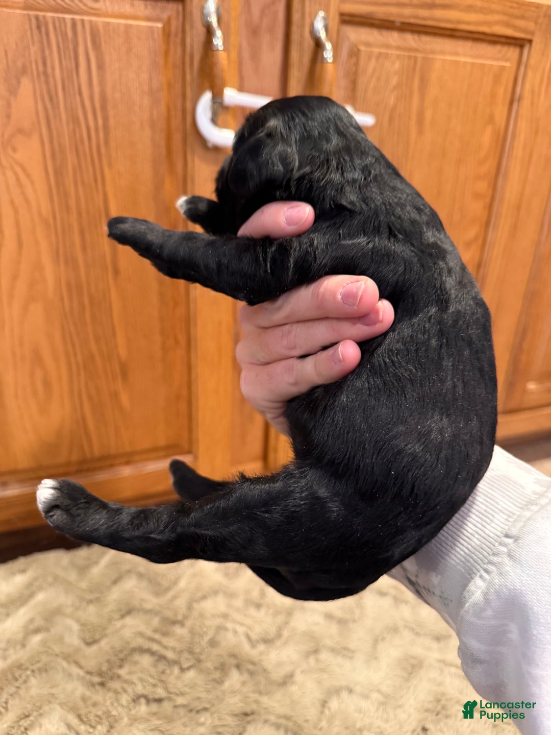 Goldendoodle dogs for sale: Maggie - Ad 6