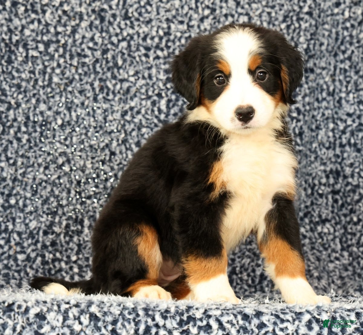 Bernese Mountain Dog dogs Carla - Ad 2