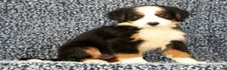Bernese Mountain Dog dogs for sale: Carla - Ad 2