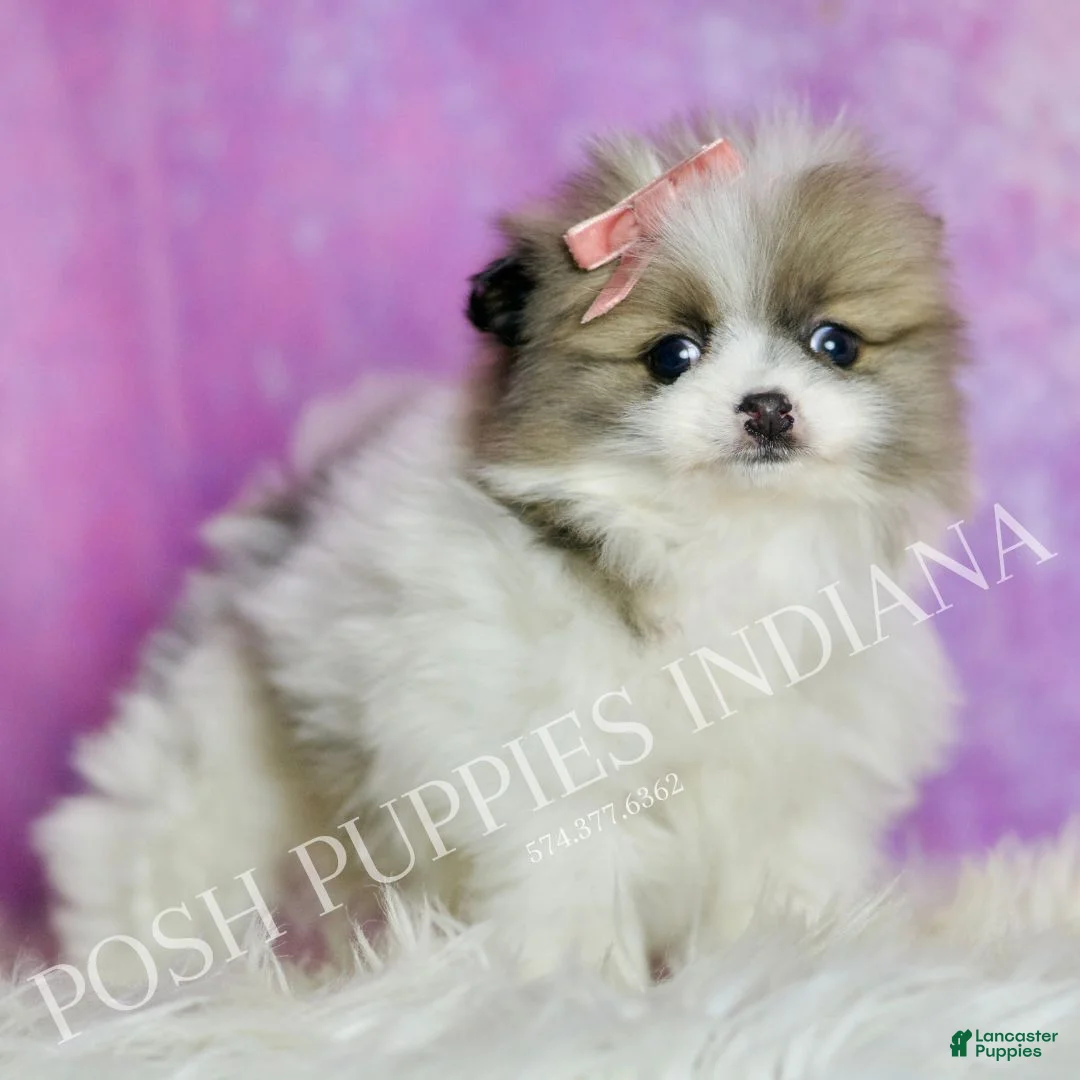 Pomeranian dogs for sale: Felicia  - Ad 5