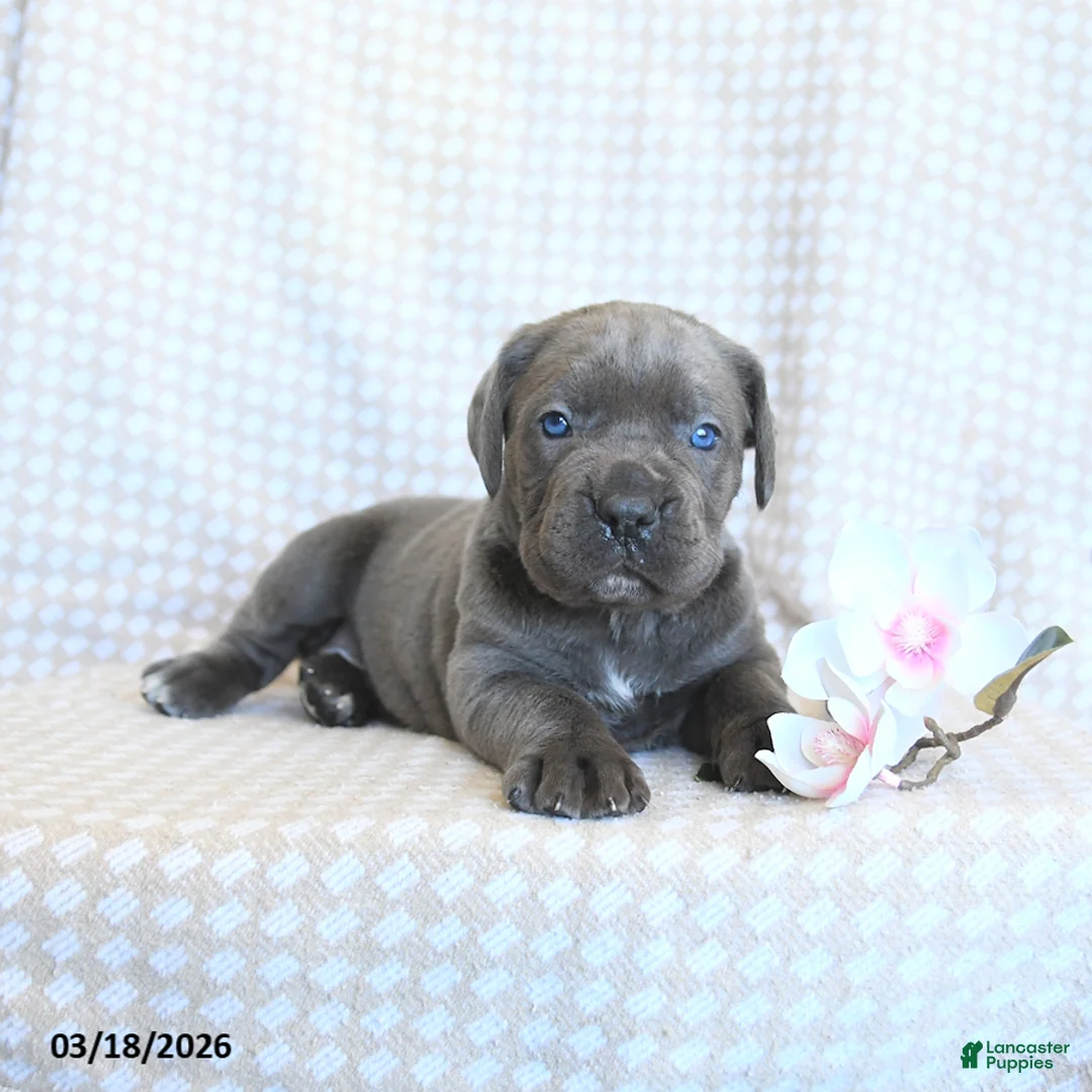 Cane Corso dogs for sale: Chiffon - Ad 5
