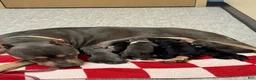 American Bully dogs for sale: American Bully 8 - Ad 3