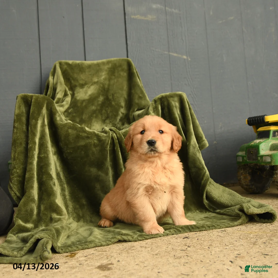 Golden Retriever dogs for sale: Willow - Ad 2