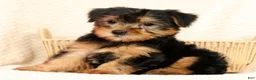 Yorkshire Terrier dogs for sale: Frisky - Ad 9