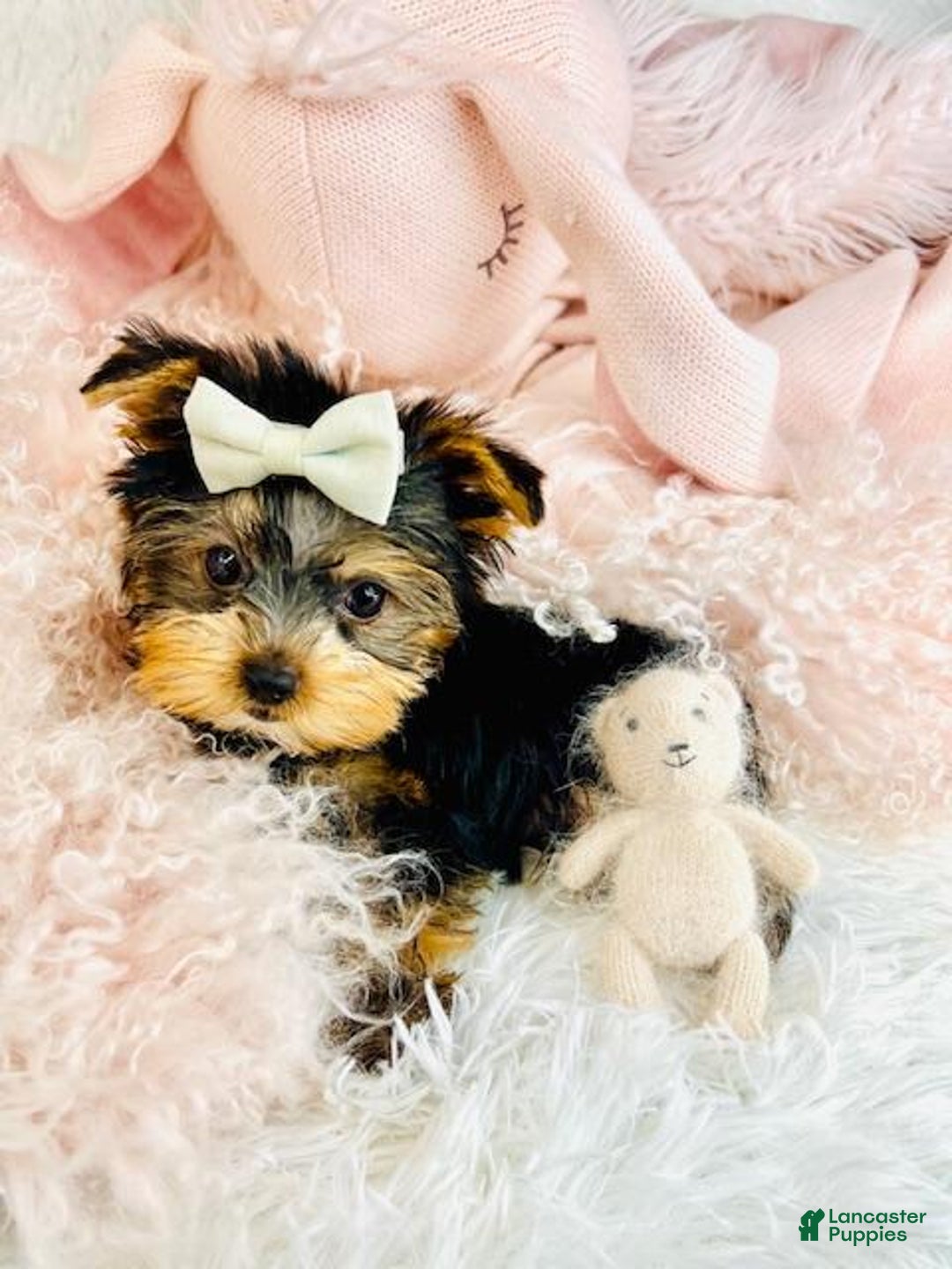 Yorkshire Terrier dogs for sale: Yorkshire Terrier Puppy 1 - Ad 3