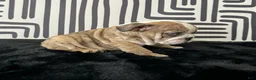 English Bulldog dogs for sale: Rambo - Ad 3