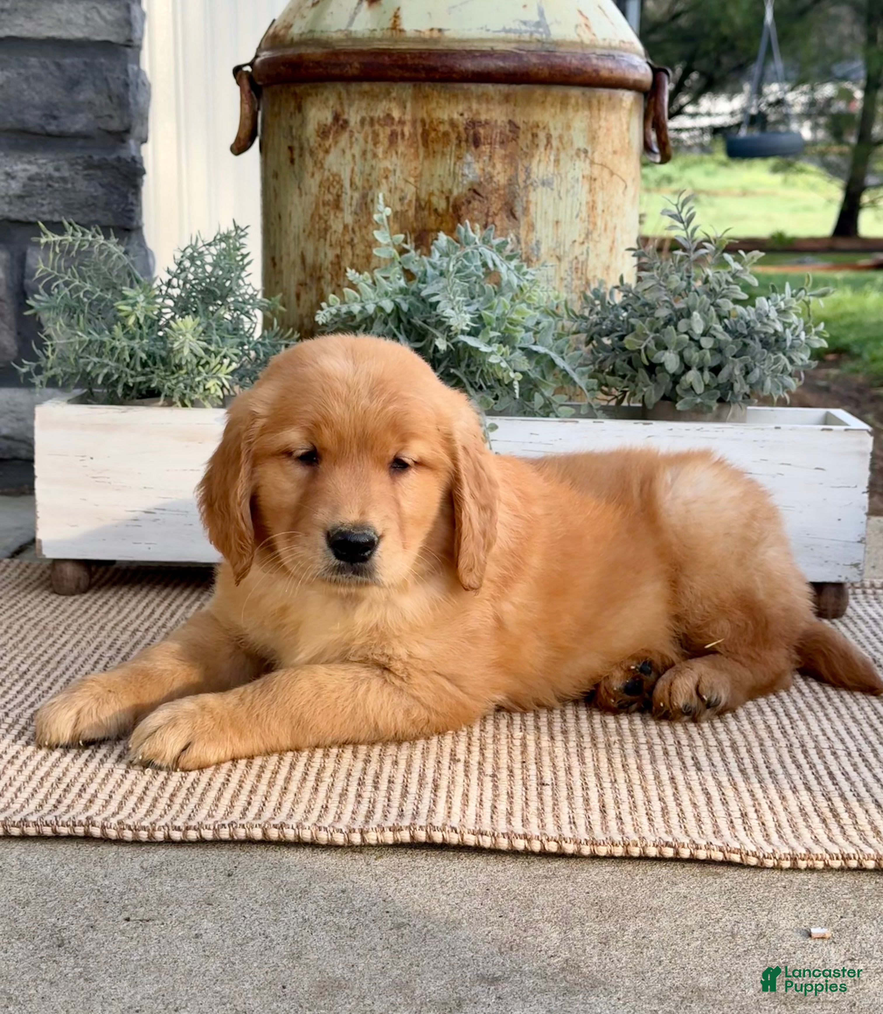 Golden Retriever dogs Willie - Ad 2