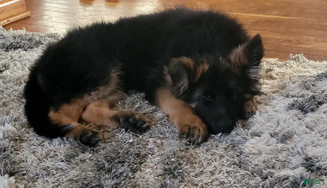 German Shepherd dogs for sale: Buddy  - Ad 2