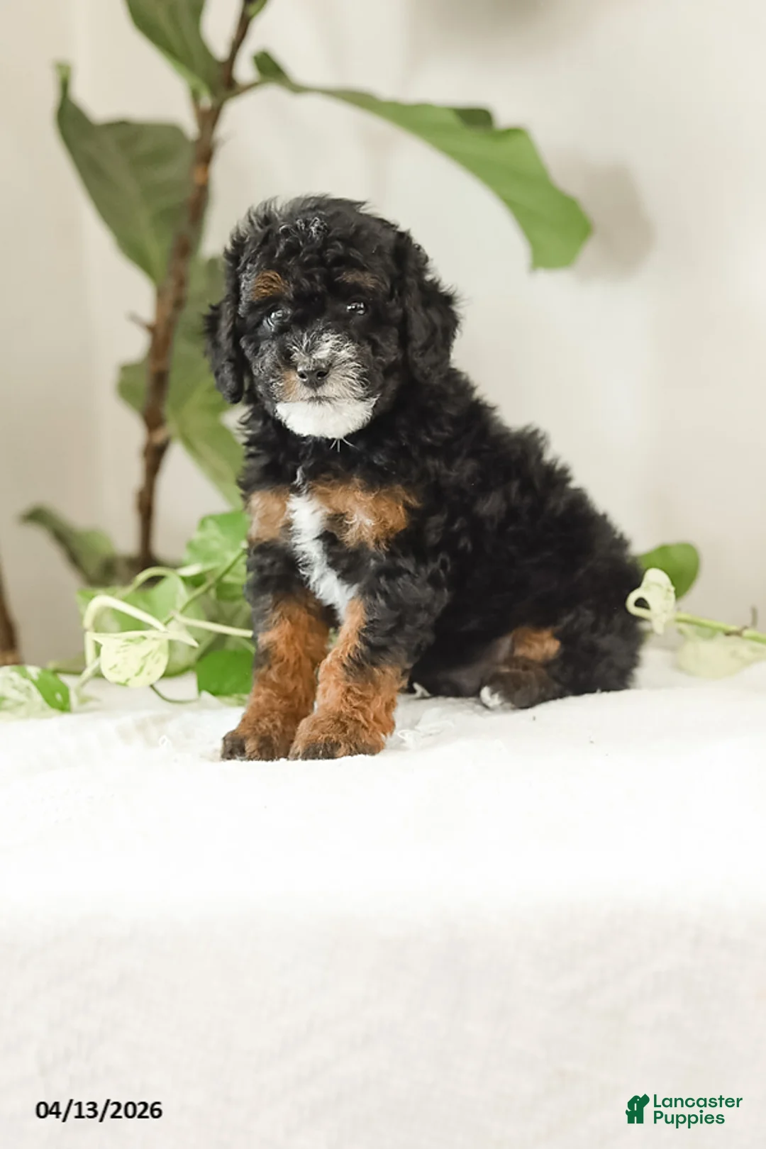 Miniature Poodle dogs for sale: Kody - Ad 2