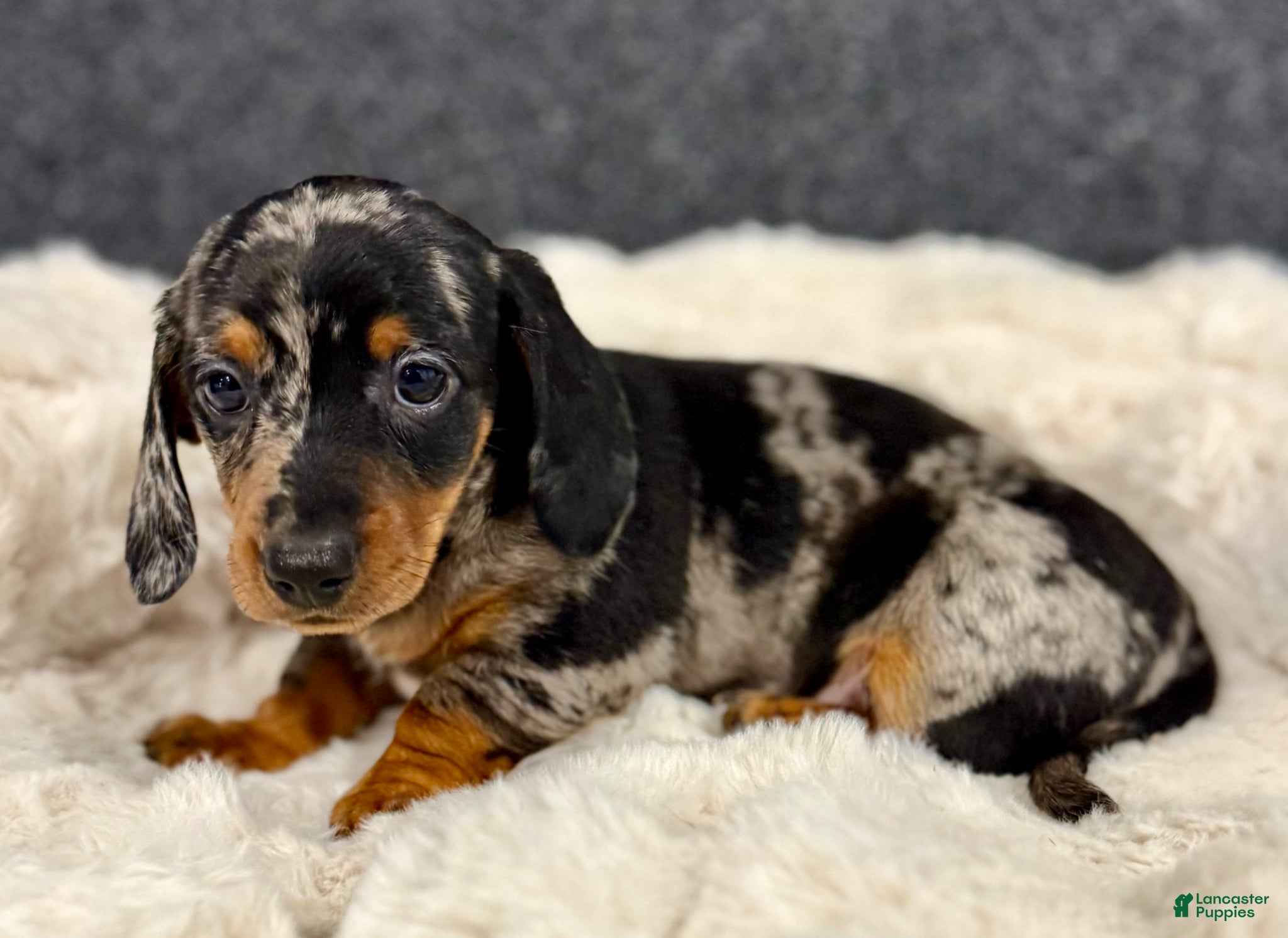 Miniature Dachshund dogs for sale: Milly - Ad 12