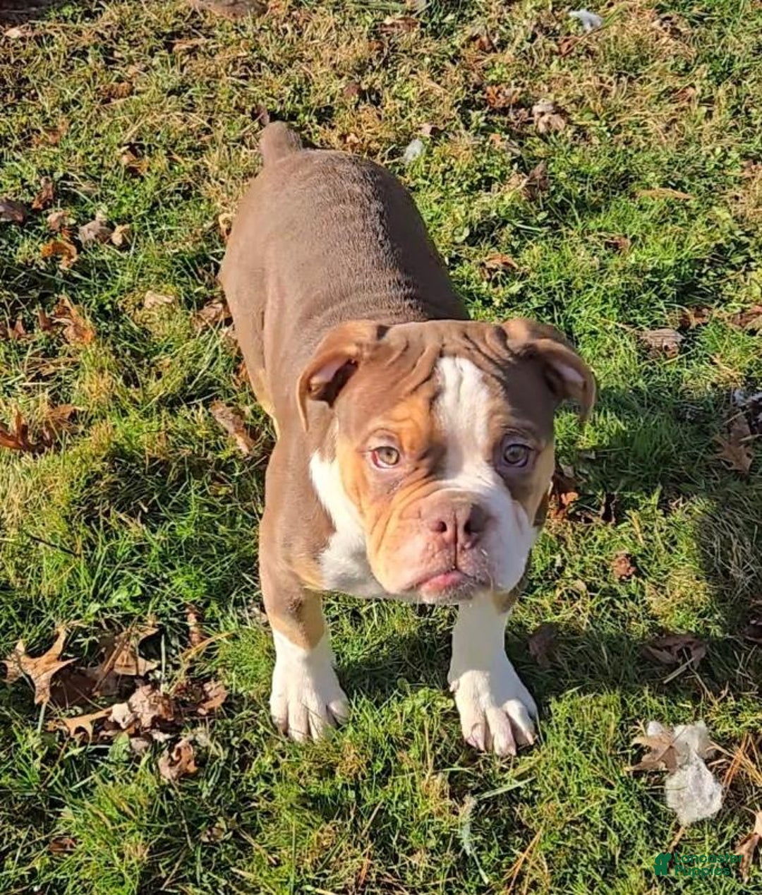 Olde English Bulldogge dogs for sale: Porkchop - Ad 3