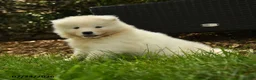 Samoyed dogs for sale: Kayla - Ad 5