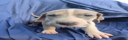 Great Dane dogs for sale: Arya - Ad 2