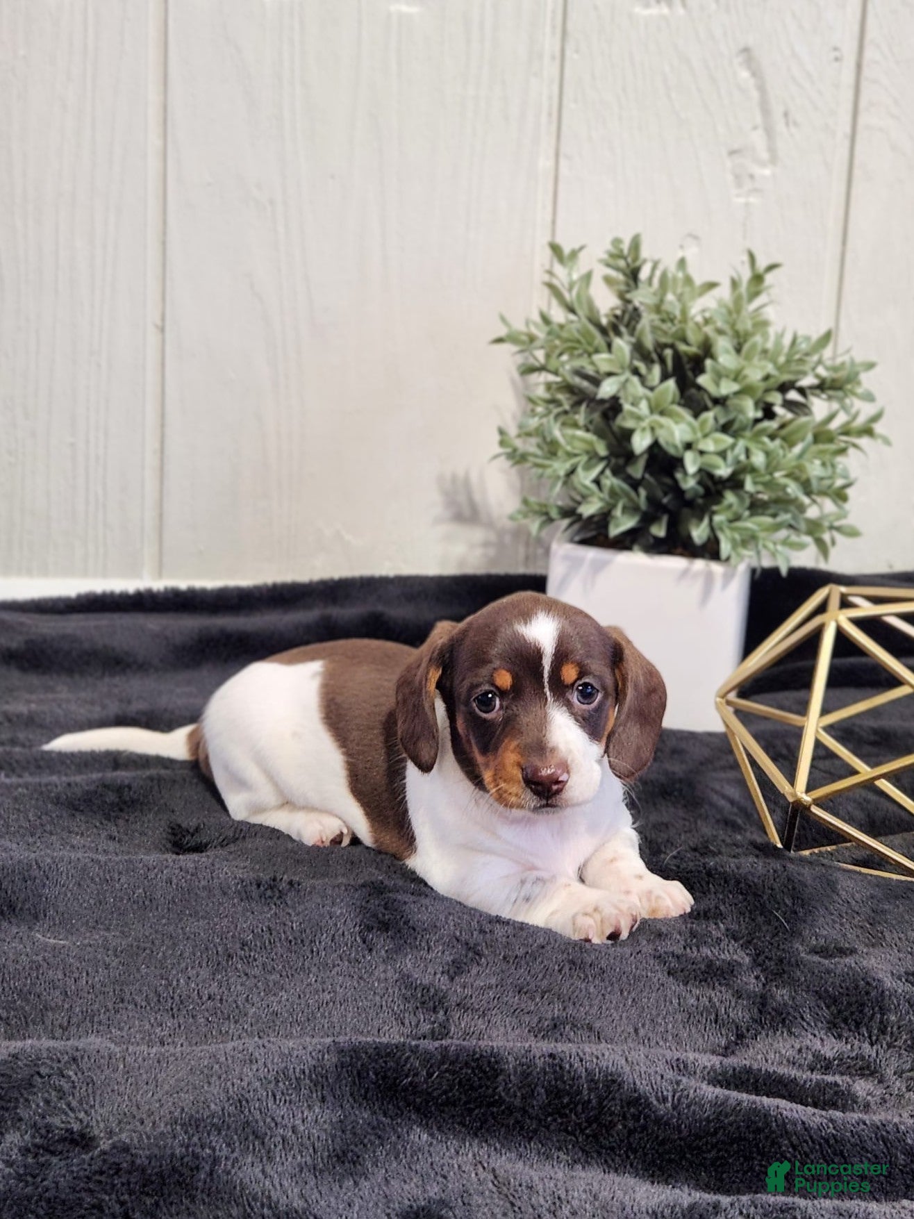 Miniature Dachshund dogs Aspen - Ad 1