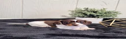 Miniature Dachshund dogs for sale: Aspen - Ad 1
