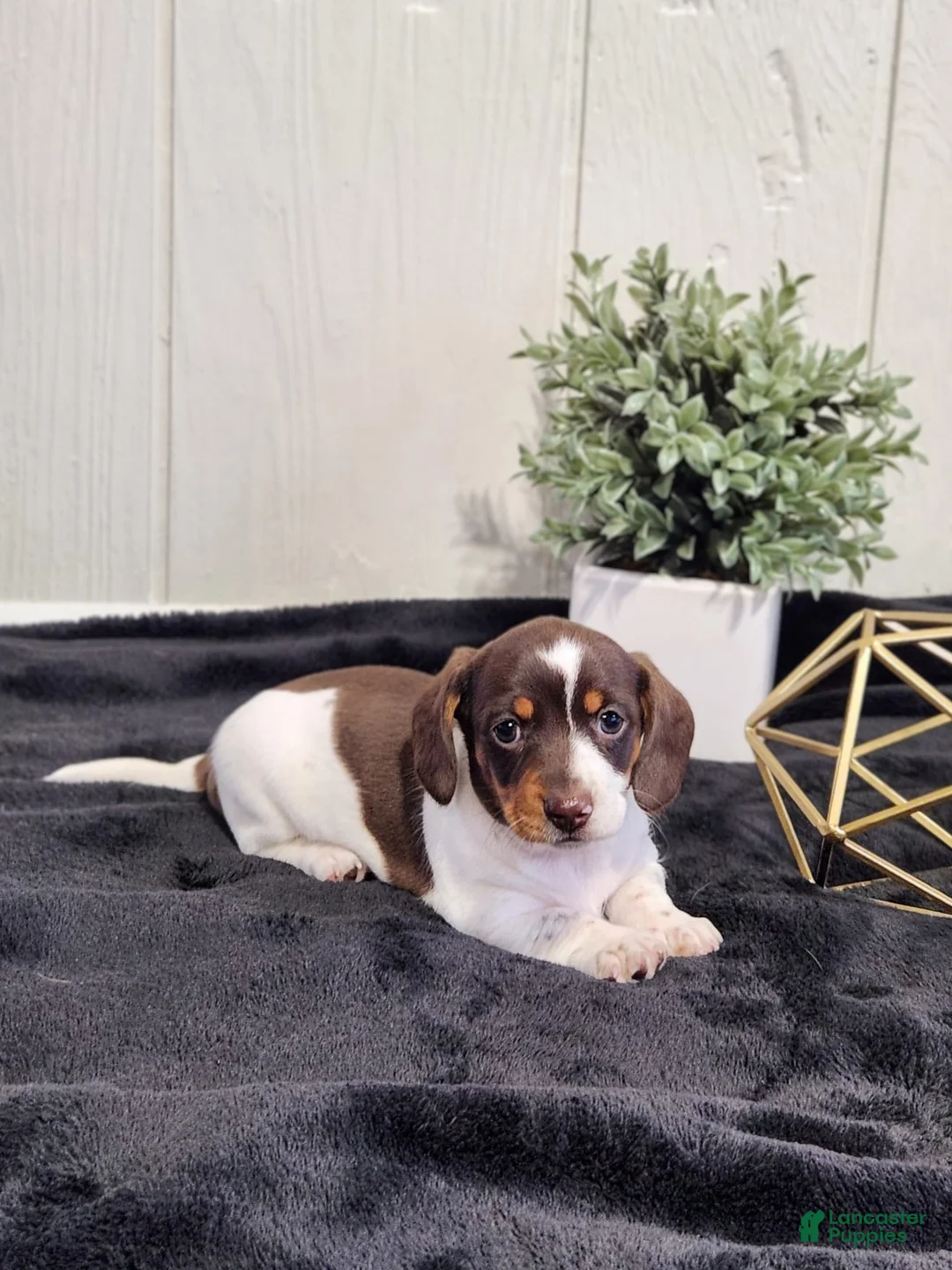 Miniature Dachshund dogs for sale: Aspen - Ad 1