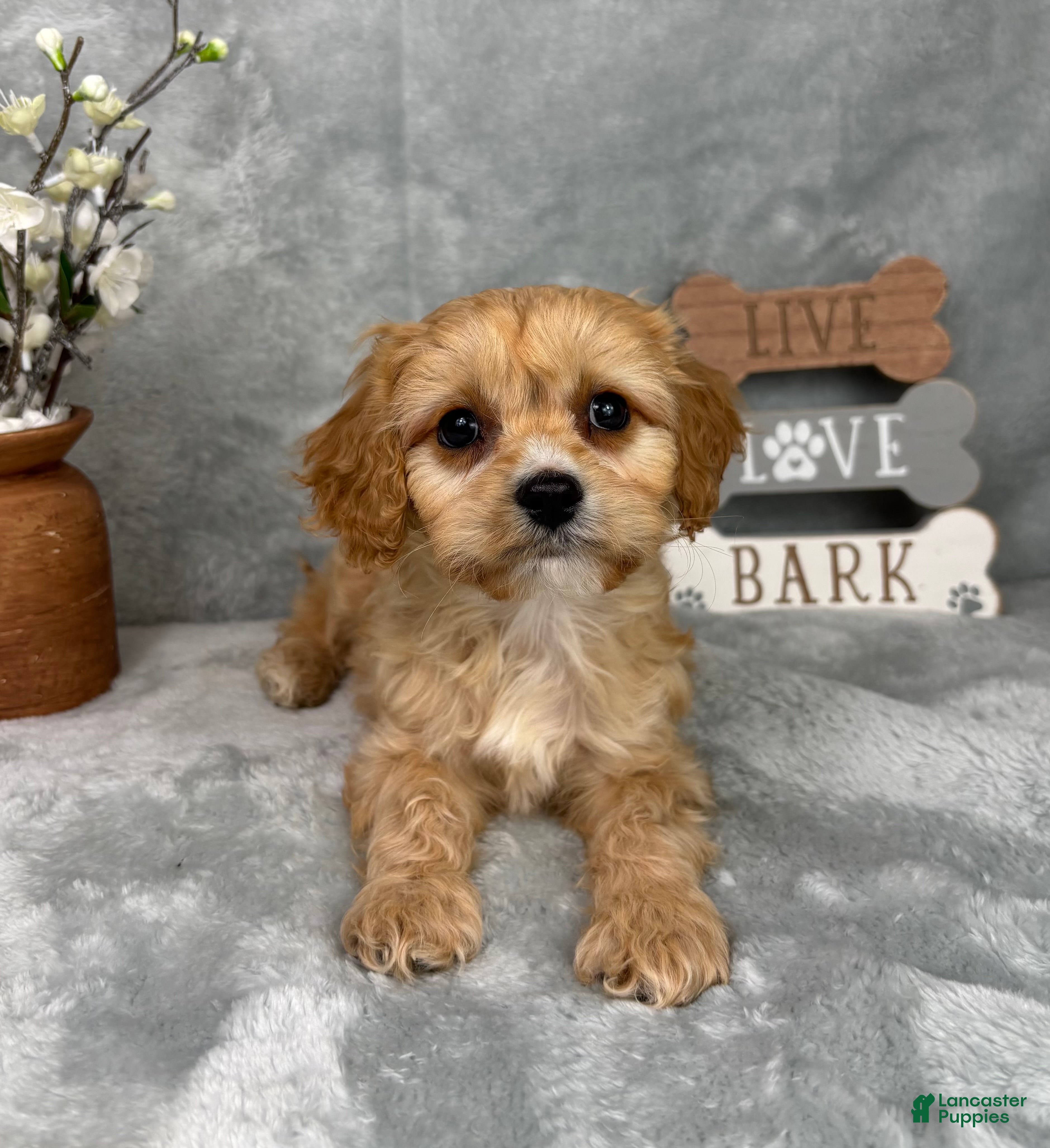 Cavapoo dogs Ross - Ad 21