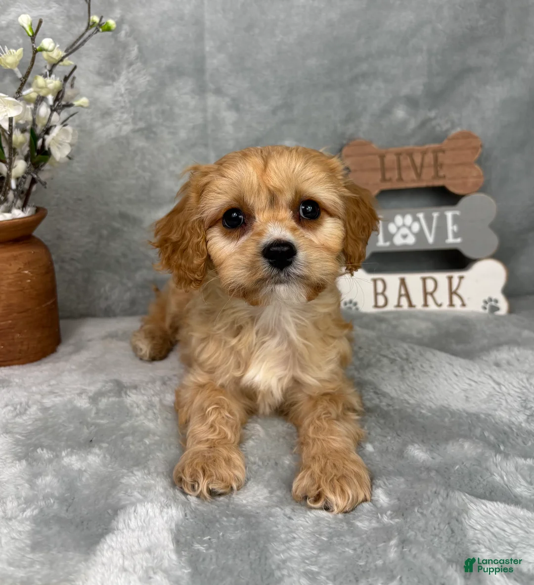 Cavapoo dogs for sale: Ross - Ad 1