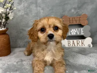 Cavapoo dogs Ross - Ad 17