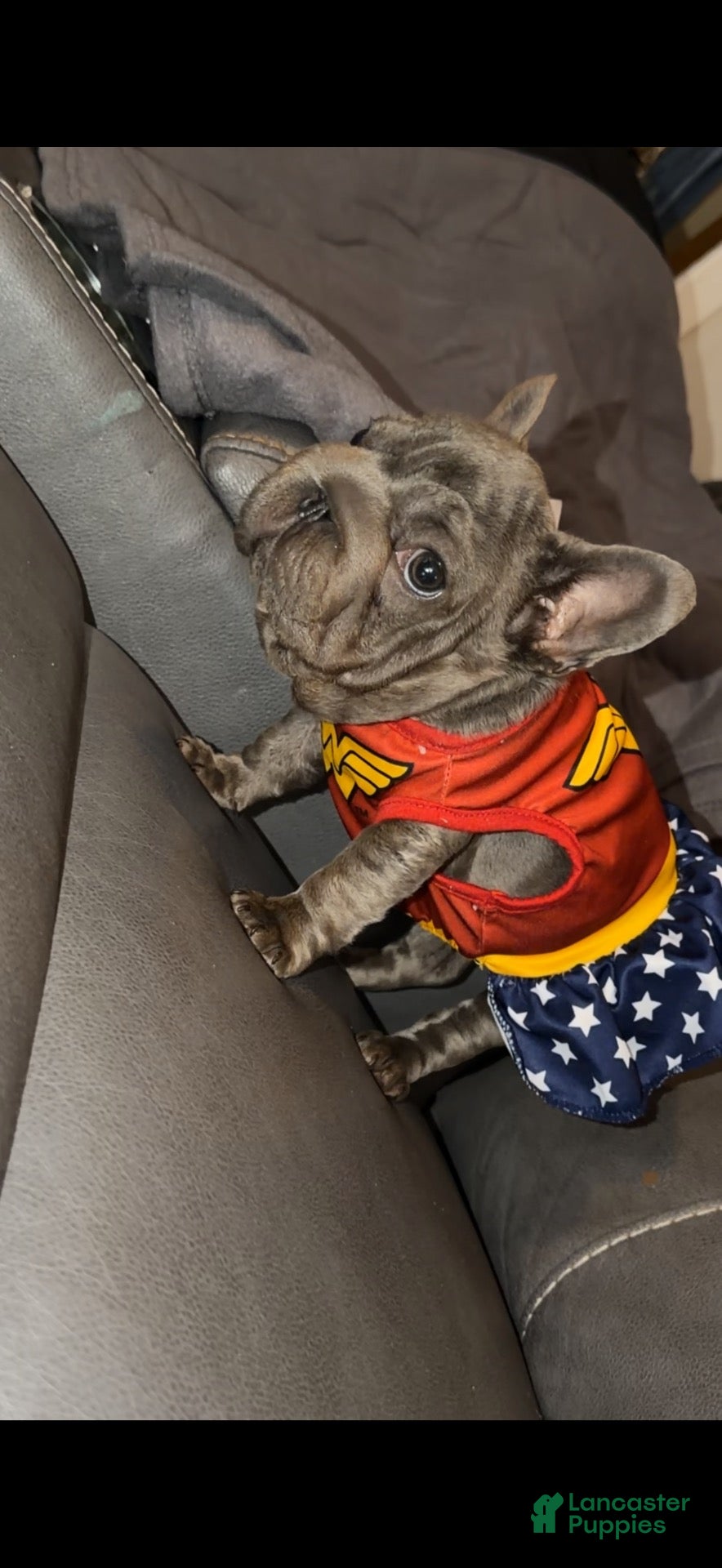 French Bulldog dogs French Bulldog 6 - Ad 2
