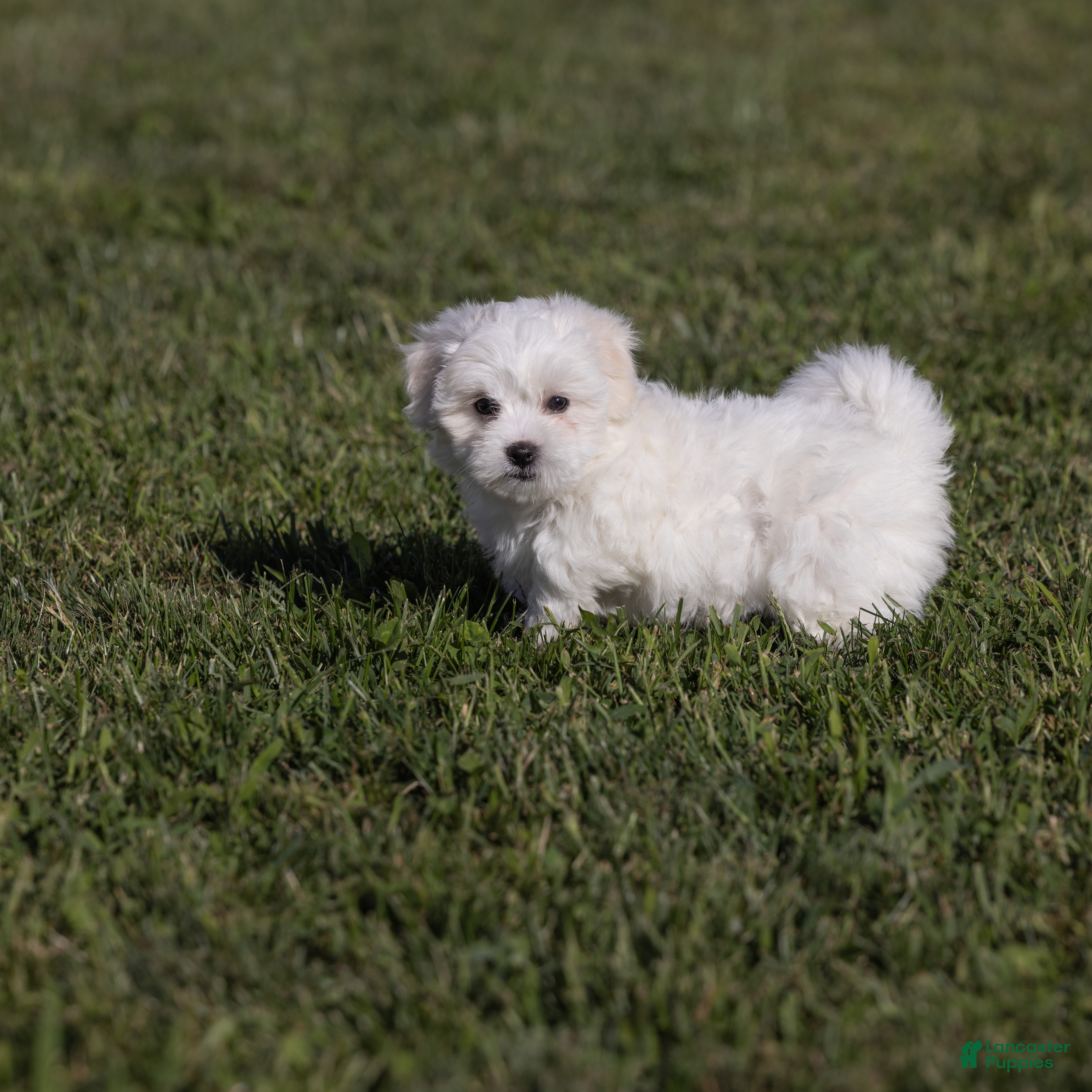 Coton De Tulear dogs Magnolia - Ad 1